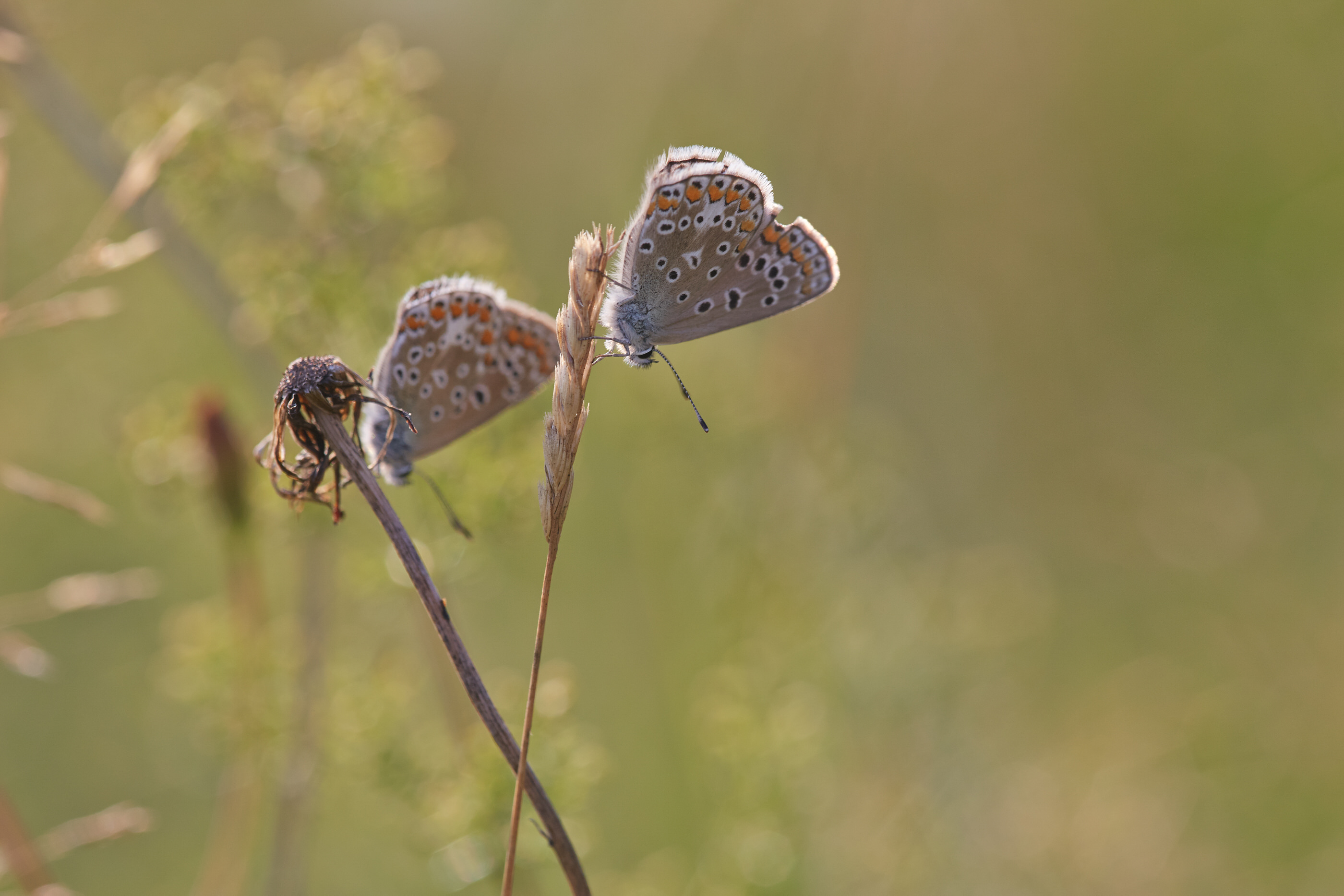 Polyommatus icarus   Hauhechel Bläuling   0089